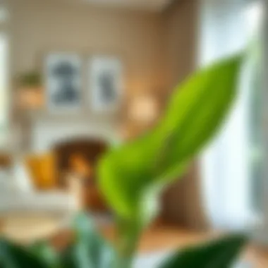 Serene peace lily blooming in a cozy living room