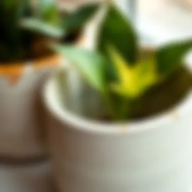 Close-Up of Ceramic Texture Detailed close-up of ceramic texture and finish with plants