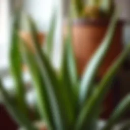 Close-up of a vibrant Aloe Vera plant showcasing its unique leaf structure