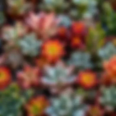 Echeveria: A Colorful Succulent Collection An arrangement of diverse Echeveria varieties displaying their colors and shapes