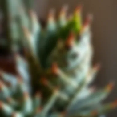 Haworthia: Nature's Intricate Artwork A detailed view of a whimsical Haworthia with striking patterns