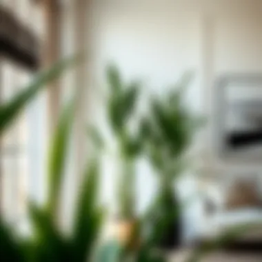 Elegant tall thin house plant in a modern interior setting