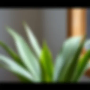 Close-up of a tall thin plant showcasing its unique leaf structure