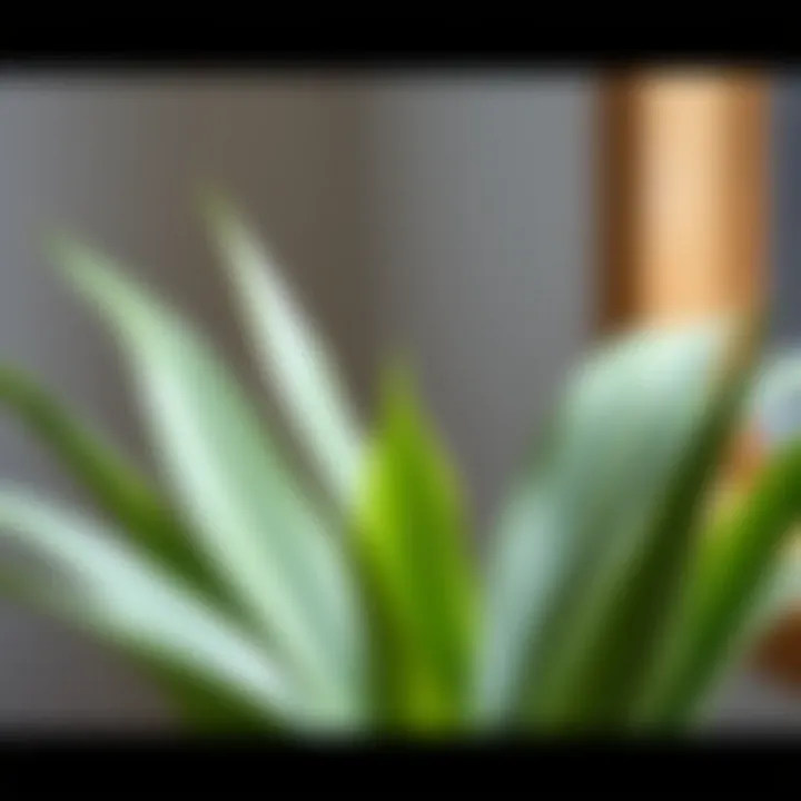 Close-up of a tall thin plant showcasing its unique leaf structure