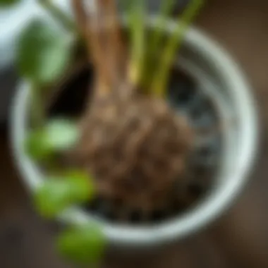 Healthy Roots in Drainage Pot Close-up view of roots thriving in a pot with proper drainage