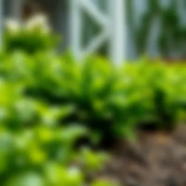 Close-up of high-quality artificial greenery integrated into landscaping