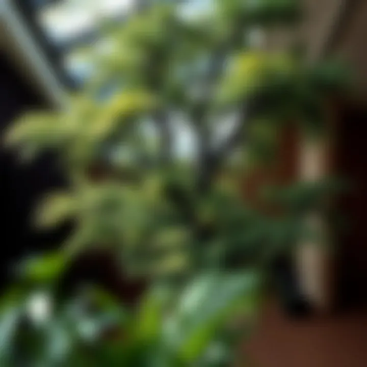 Air quality improvement through large indoor trees