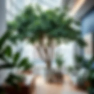 Care practices for maintaining big trees indoors