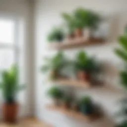A beautifully arranged shelf showcasing a variety of indoor plants.