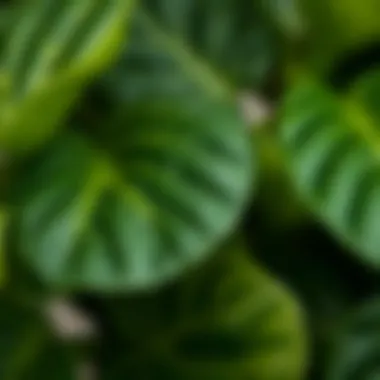 Close-up of high-quality materials used in artificial plants