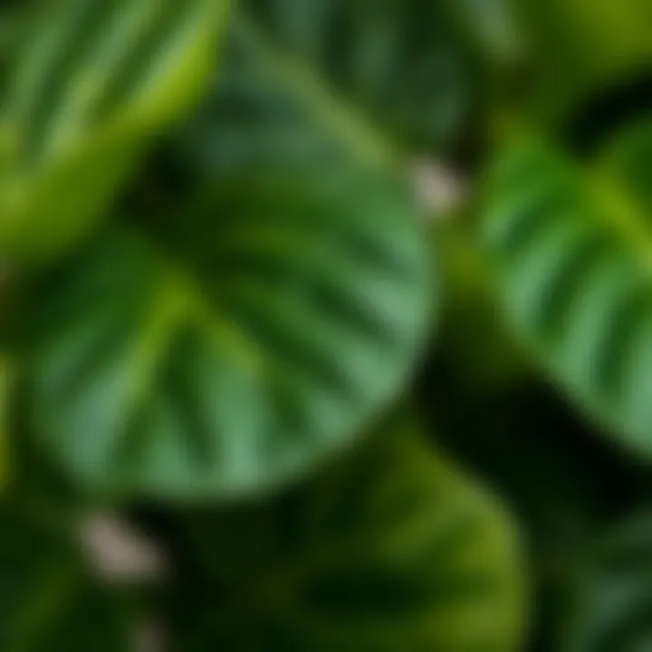 Close-up of high-quality materials used in artificial plants