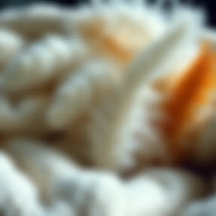 Close-up of various types of feathers used in blankets