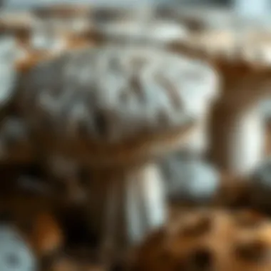 Materials Behind Toadstool Stool Craftsmanship Close-up of unique materials used in crafting toadstool stools