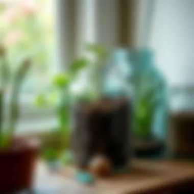 Sustainable living demonstration with 5-gallon canning jars repurposed for indoor gardening